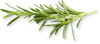 rosemary rosemary
